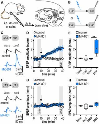 Noncanonical, Dopamine-Dependent Long-Term Potentiation at Hippocampal Output Synapses in a Rodent Model of First-Episode Psychosis